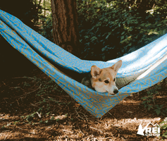 dogs camping GIF by REI