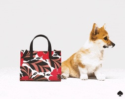 oh my gosh omg GIF by kate spade new york