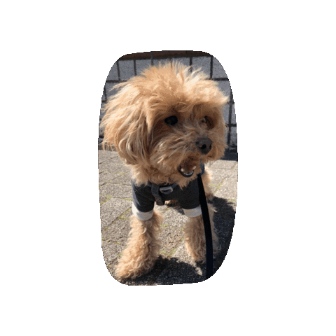 Dog Sticker