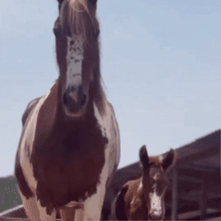 Horse Mp GIF by Haras Misk