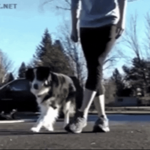 dance dog GIF by The Videobook