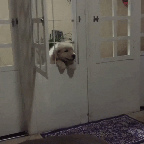 Video gif. A fluffy puppy struggles to get through an open window. It squeezes its body through and plops onto the floor. 