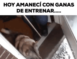 Crossfit GIF