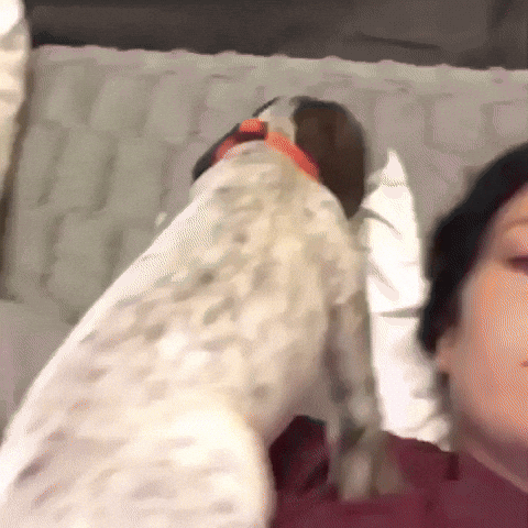 puppy love GIF