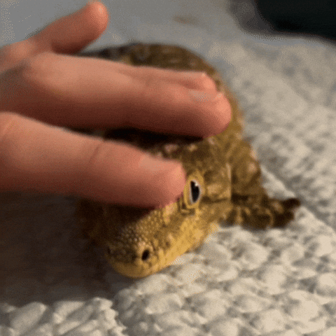 도마뱀 GIF