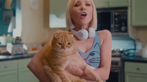 Now That I Found You Cat Gif By Carly Rae Jepsen Find Share On Giphy