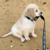 adorable puppy GIF
