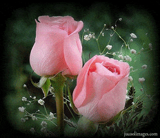 pink GIF