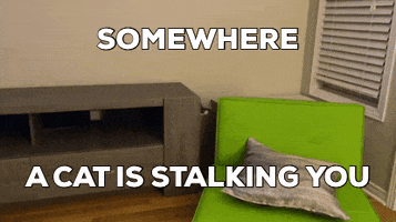 Cat GIF