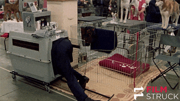 dog show comedy GIF by FilmStruck