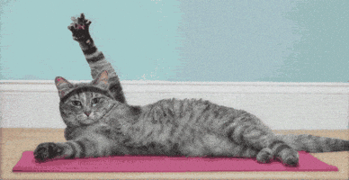 Abdominal Stretch GIFs - Get the best GIF on GIPHY