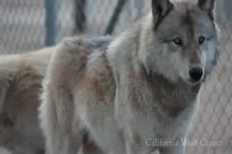 Wolf Wolves GIF