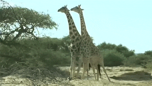 Giraffe Fight GIFs - Get the best GIF on GIPHY