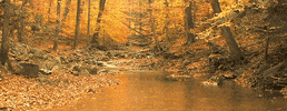 Fall Autumn GIF by Jerology