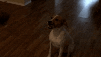 dog can't catch GIF by Zombie Response Team