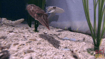 ocean biology GIF by Science Friday