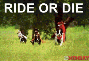 ride or die dog GIF by FirstAndMonday