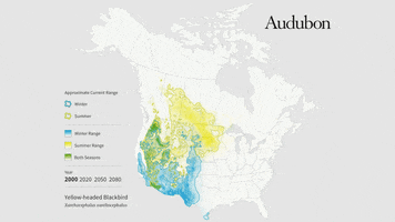 Yellow-Headed Blackbird GIF by audubon