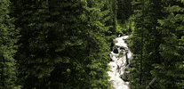 forest river GIF by Jerology