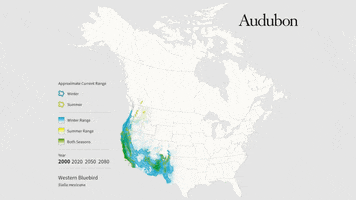 western bluebird GIF by audubon