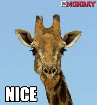 Video gif. A giraffe stares at us before giving us a slow wink. Text, "Nice."