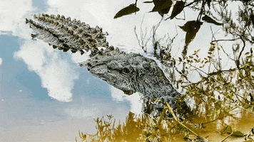 wildlife alligator GIF by Jerology