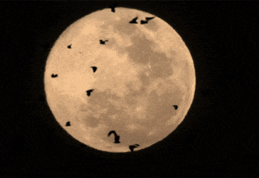night moon GIF