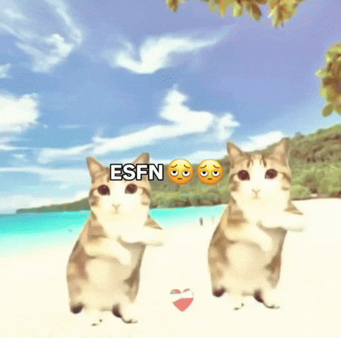 Kitty Kitties GIF