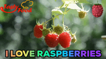 fruits raspberries GIF by Gifs Lab