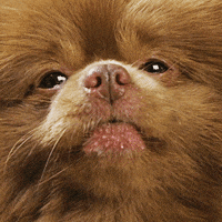 Dog Pomeranian GIF by Bertie The Pom