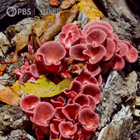 Satisfying Pbs Nature GIF by Nature on PBS