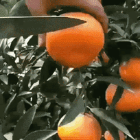 Zumo de naranja de piña o de manzana