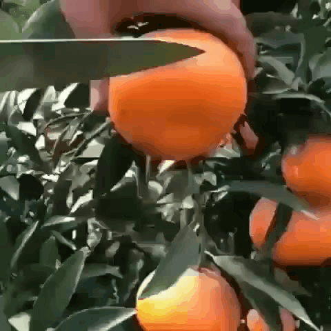 Juicy Orange Juice GIF - Find & Share on GIPHY
