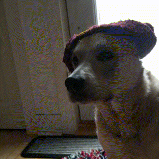 Wild Card Dog GIF by Kathryn A. Martin Library