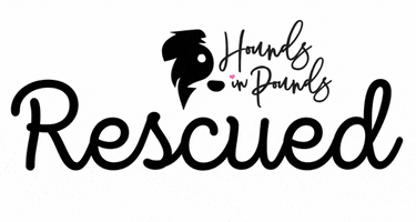 houndsinpoundsinc hipster hip adopt dont shop rescue dog GIF