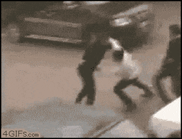 Boxer GIF
