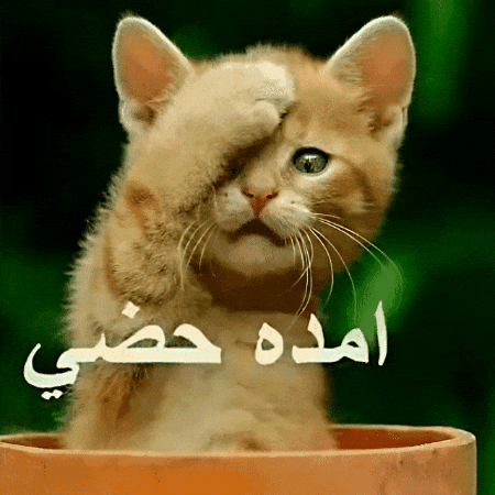 Text Arabicmeme GIF