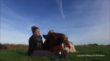 pet cow GIF