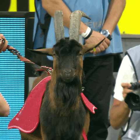 Goat Cologne GIF by 1. FC Köln