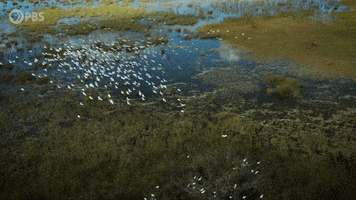 Everglade GIF by PBS Digital Studios