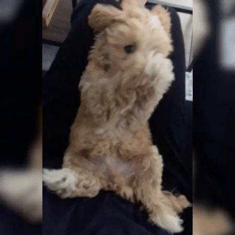 Geanimeerde GIF - Zoek & Deel op GIPHY