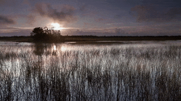 florida swamp GIF by American Experience PBS