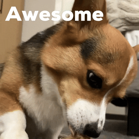 Dog Corgi GIF