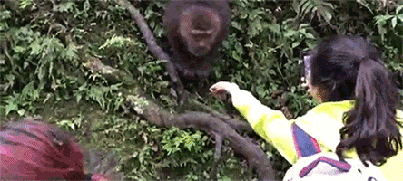 spicy monkey GIF by Digg