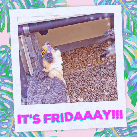 Friday Bird GIF by College of Natural Sciences, UT Austin
