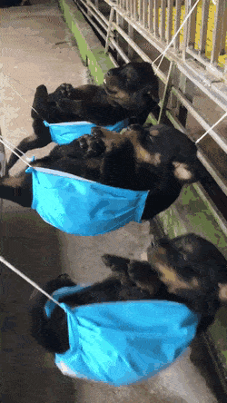 Video gif. Three Rottweiler puppies sleep and sway peacefully in hammocks made out of blue hospital masks, almost bumping into each other.