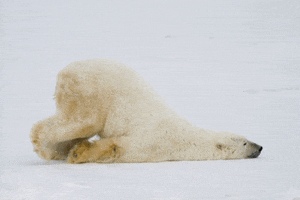 Polar Bear Snow GIF by Backroad Mapbooks
