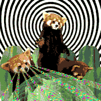 Panda Art GIFs - Find & Share on GIPHY
