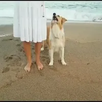 dog training dancing GIF