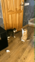 Funny Cats Cat Fight GIF